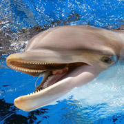Почему индусы считают дельфинов личностями и закрывают дельфинарии?