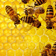 Мёд. Как определить подделку мёда?