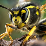 Укус осы, пчелы, шершня или шмеля... Что делать?